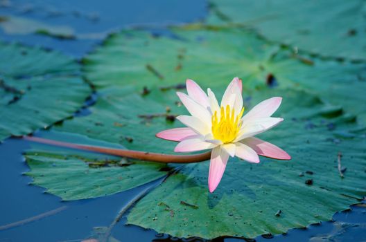 Blossoming lily flower with green leaves on water surface