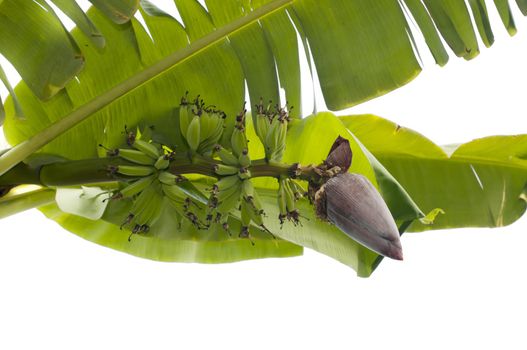 Bud and bananas bunch with green leaves on white background