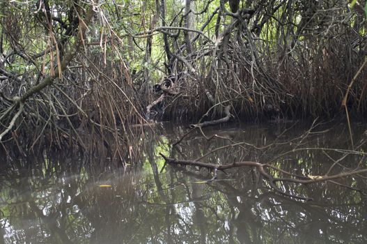 Dense group of mangrove trees are reflected in a swamp. Focus on the remote branches.