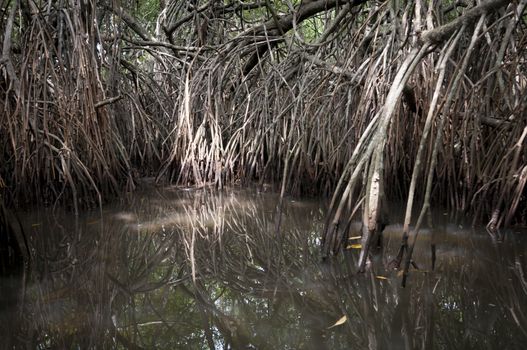 Dense group of mangrove trees are reflected in a swamp. Focus on the remote lighted branches.