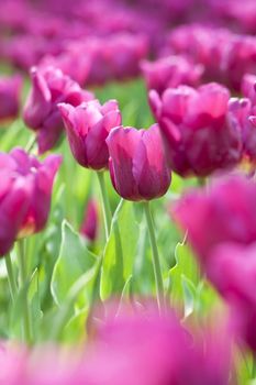 Pink tulip in spring time