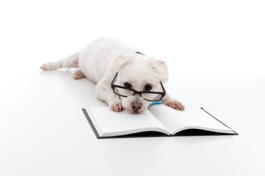 Lazy dog wearing reading glasses, head resting on an open book or textbook.  White background.