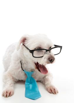 A smart intelligent dog wearing a tie and glasses with mouth open, surprised, talking, etc