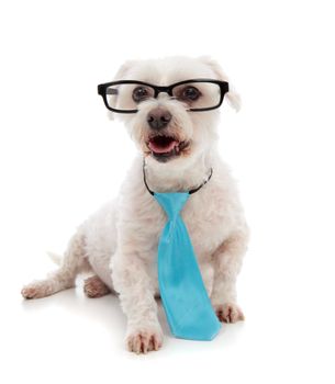 Alert white maltese terrier, looking up.  Wearing a blue tie and black rim glasses.  White background.