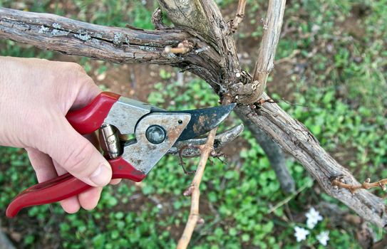 pruning in a vineyard with red shears in spring