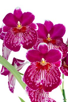 Closeup of beautiful Pansy Orchid - Miltonia Lawless Falls  flowers.