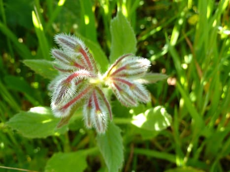 closeup of small unopened flower buds 