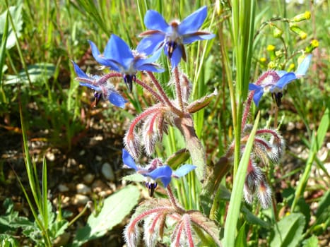 macro of a small wild blue flower