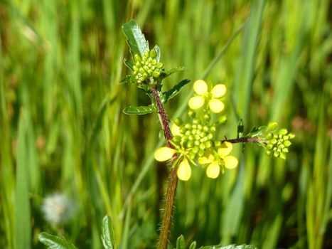 macro of a tiny yellow flower