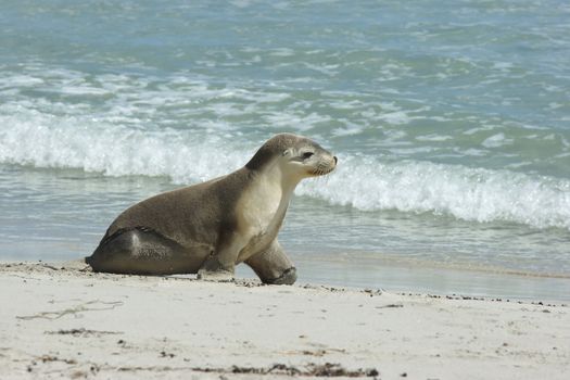 Seals colony on Seal Bay, Kangaroo Island, South Australia