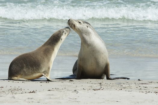 Seals colony on Seal Bay, Kangaroo Island, South Australia