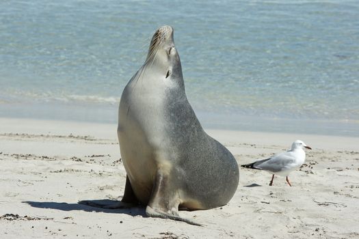 Seals colony on Seal Bay, Kangaroo Island, South Australia