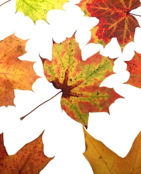 Group of Autumn leafs isolated on white background