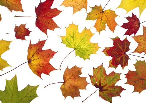 Large group of Autumn leafs isolated on white background