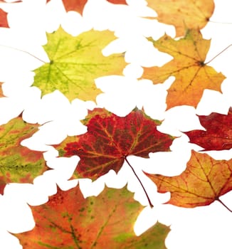 Group of Autumn leafs isolated on white background