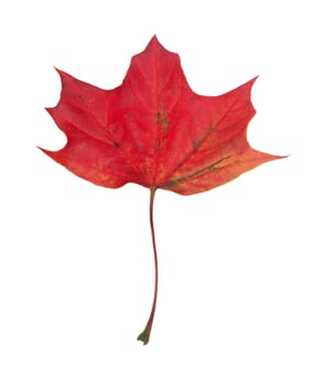 Maple Leaf isolated on white background