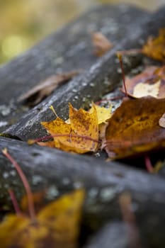 Close up of Autumn Leafs