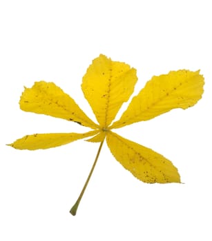 Yellow Leaf isolated on white background