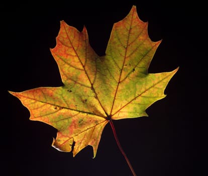 Maple Leaf isolated on Black background