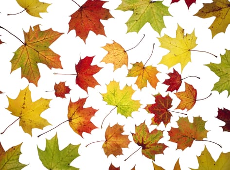 Large group of Autumn leafs isolated on white background