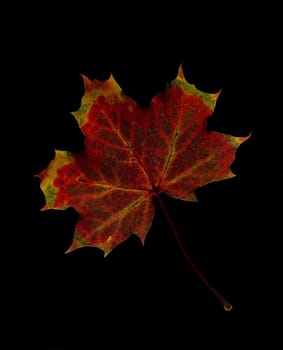 Maple Leaf isolated on Black background