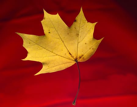 Maple Leaf isolated on Red background