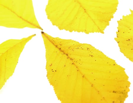 Yellow Leafs isolated on white background