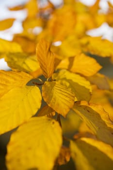 Yellow Leafs with selective focus