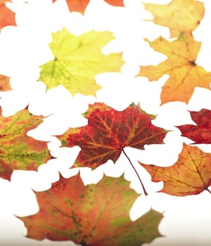 Group of Autumn leafs isolated on white background