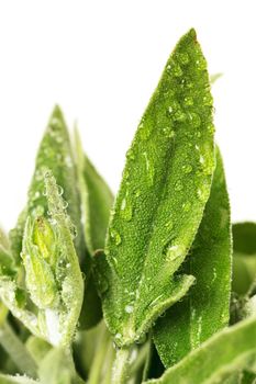 Fresh sage leaves on a white background