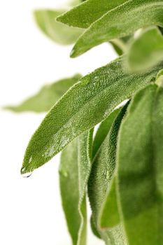 Fresh sage leaves on a white background