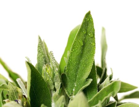 Fresh sage leaves on a white background