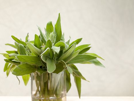 Fresh sage leaves in glass on grey background