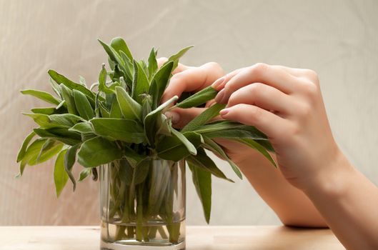 Fresh sage leaves in glass on grey background