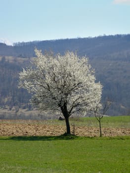 single tree in filed over blue sky