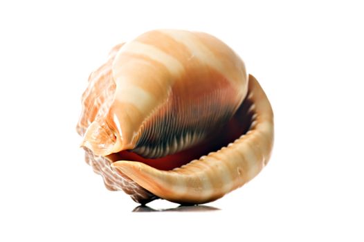 Perfect beautiful sea shell on white background