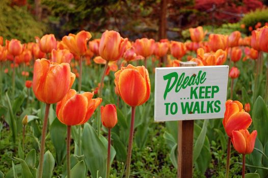 Orange tulip garden in the park