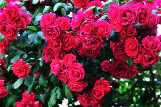 red fresh roses bush in summer time