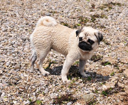 wet little pug standing on the beach