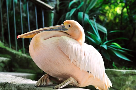 Pink pelican 