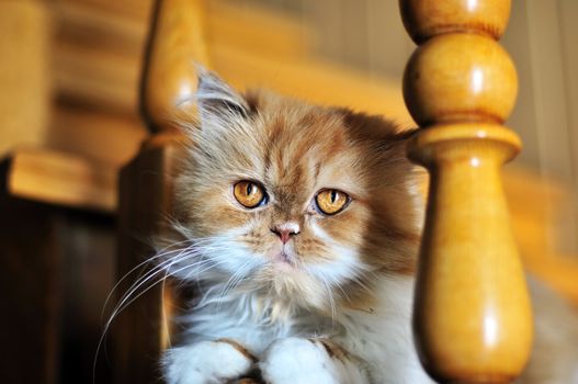 red persian cat laying at the home