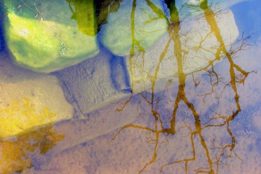 Reflection of tree branches in coastal water with stones