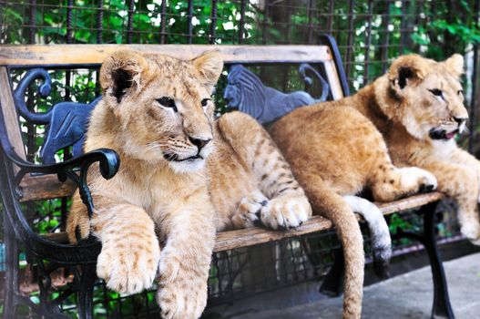 two lion cubs  laying on the bench