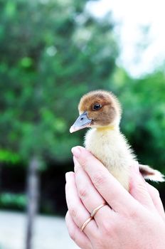 little duckling  sitting in the woman's hands
