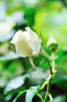 white fresh rose on the bush in soft focus