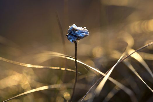 Close up of a dried up thrift flower in the sunset