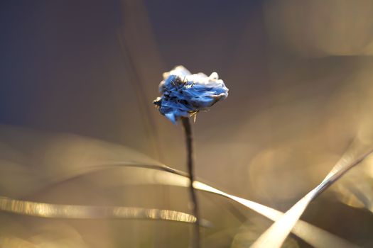 Close up of a dried up thrift flower in the sunset
