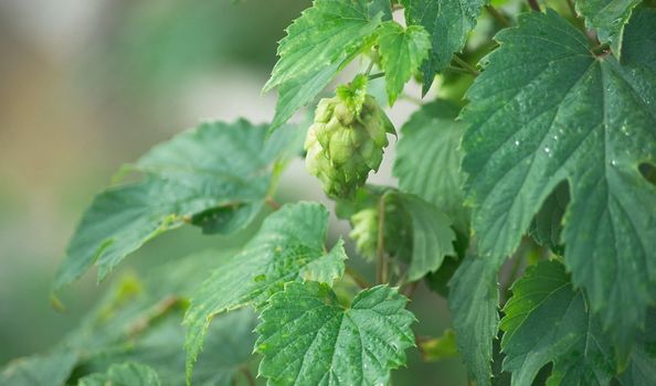 The cones and leaves of hops in the morning light