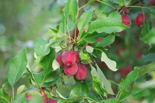 Ripe little apples on a tree in the garden