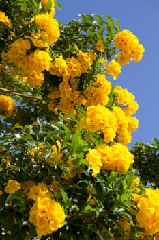 bright tropical flowers and sky